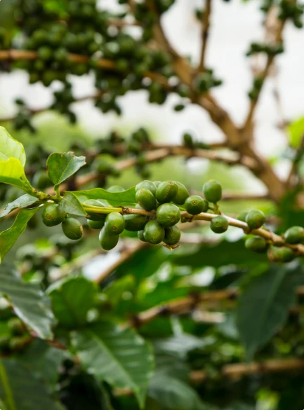 Café Verde en Rama